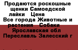 Продаются роскошные щенки Самоедской лайки › Цена ­ 40 000 - Все города Животные и растения » Собаки   . Ярославская обл.,Переславль-Залесский г.